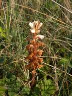 Image of oxtongue broomrape