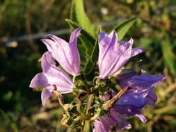 Imagem de Campanula bononiensis L.