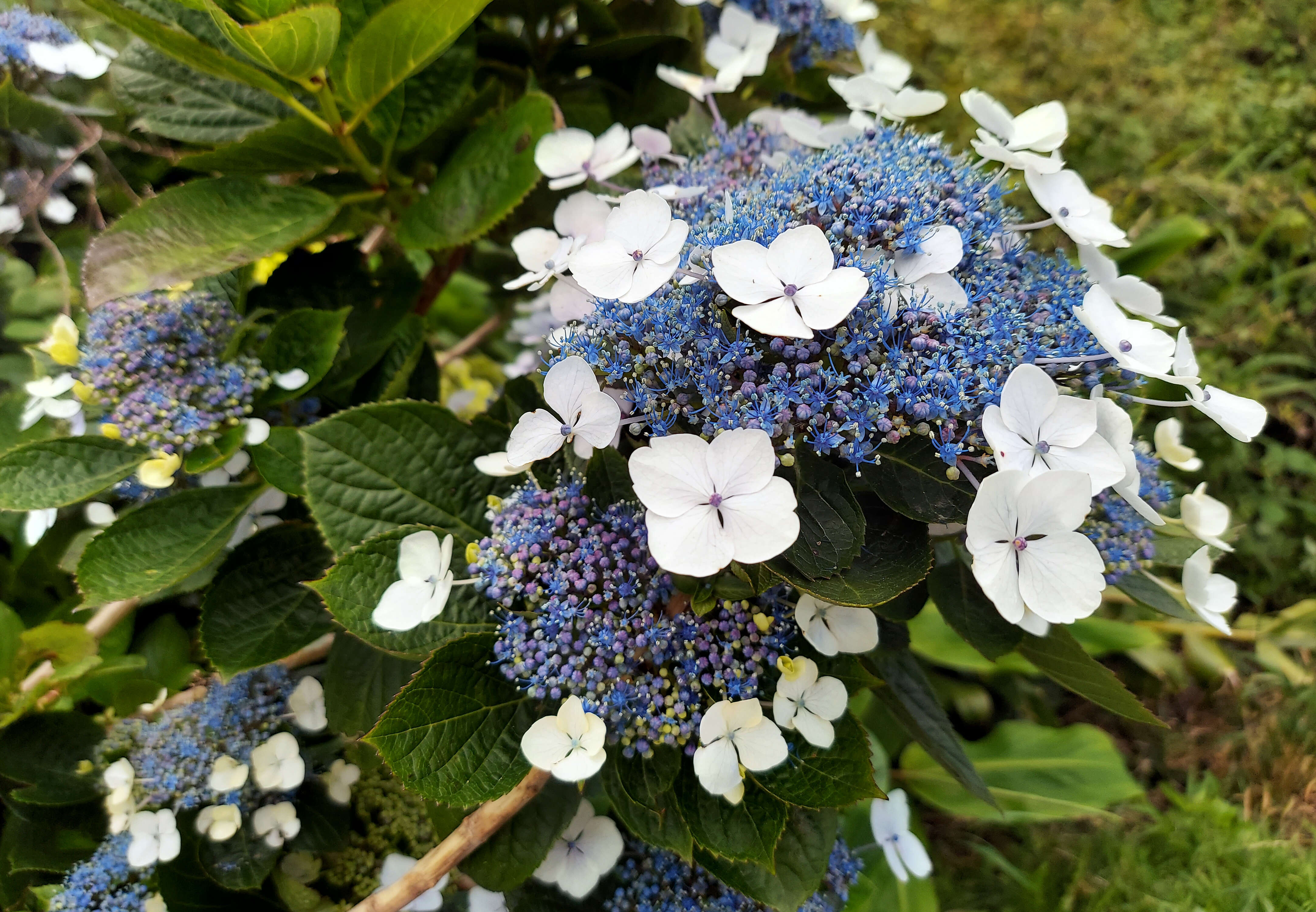 Sivun Hydrangea aspera Buch.-Ham. ex D. Don kuva