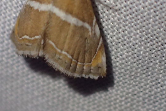 Image of <i>Abegesta remellalis</i> Druce 1899