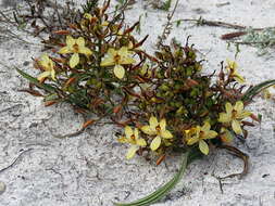 Image of Wachendorfia paniculata Burm.