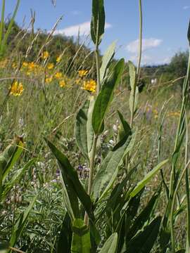 Image of oneflower helianthella