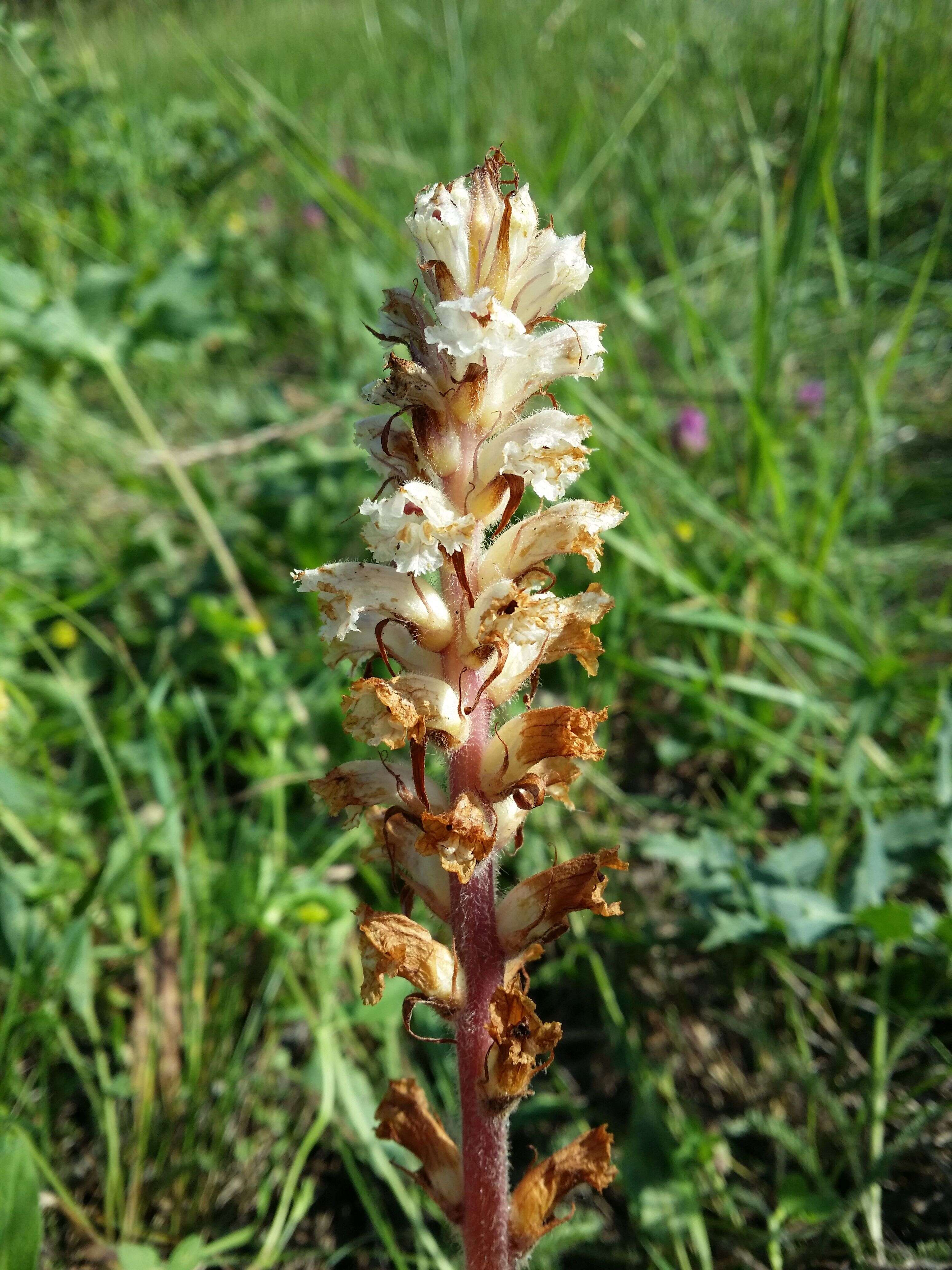 Image of oxtongue broomrape