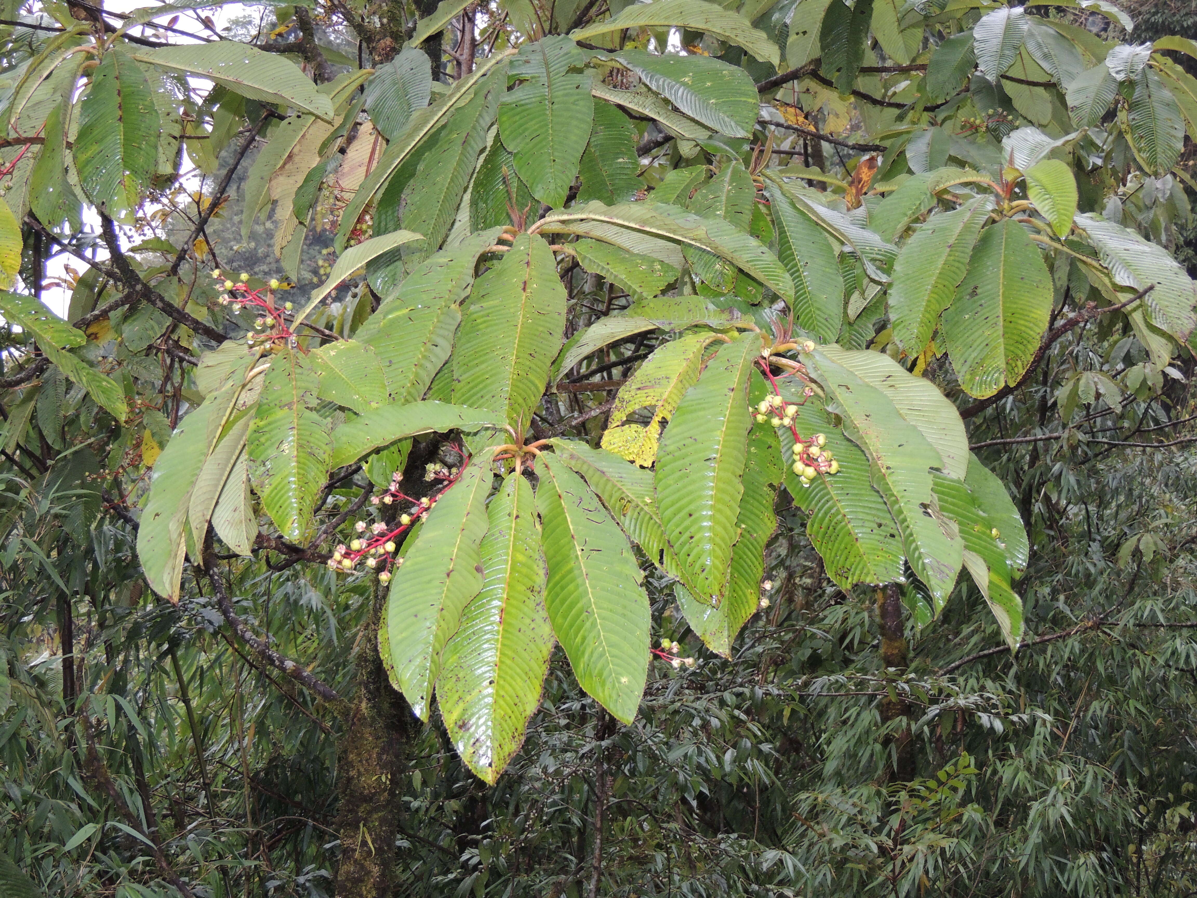 Image of Saurauia napaulensis DC.
