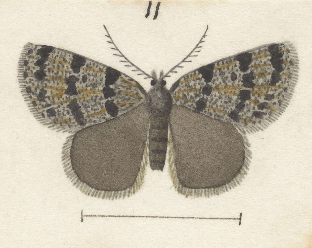 Plancia ëd Dichromodes cynica Meyrick 1911