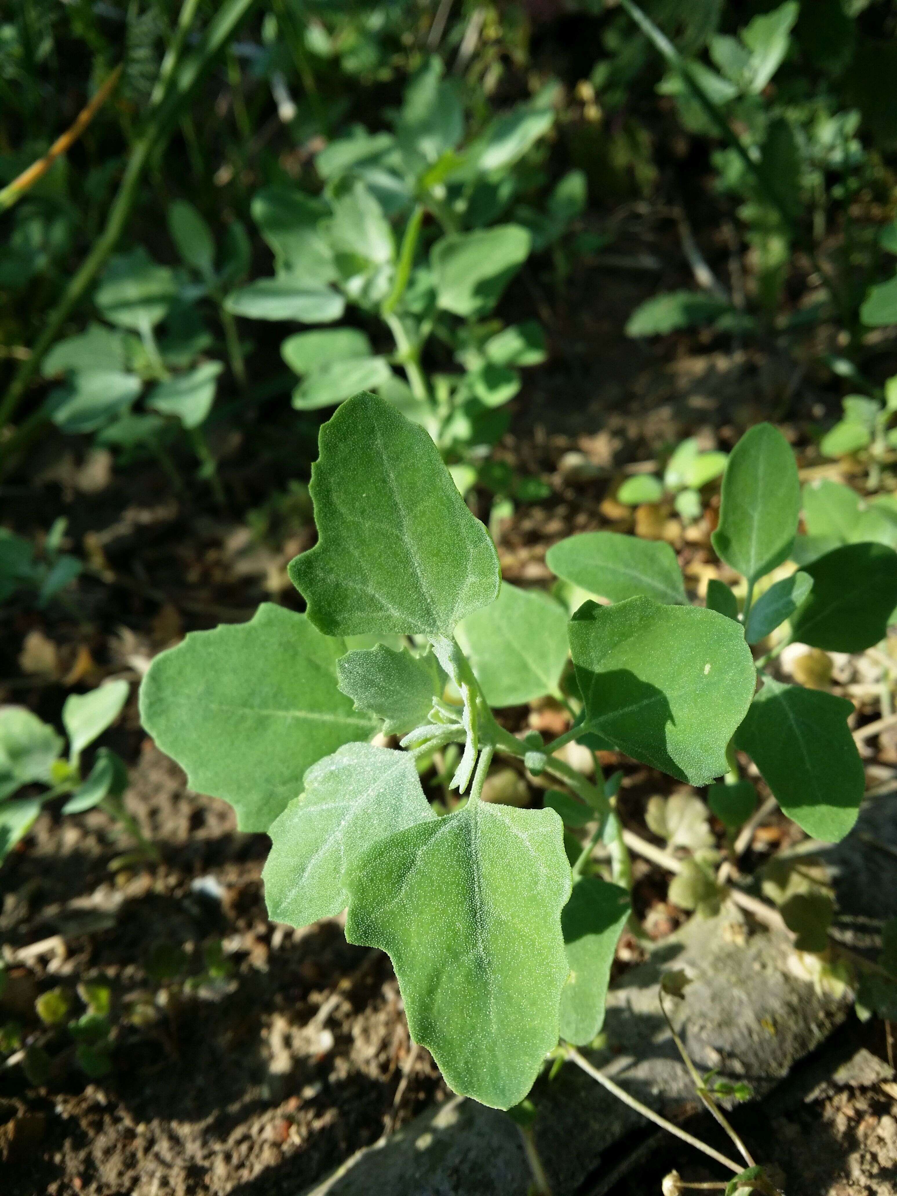 Plancia ëd Chenopodium opulifolium Schrader