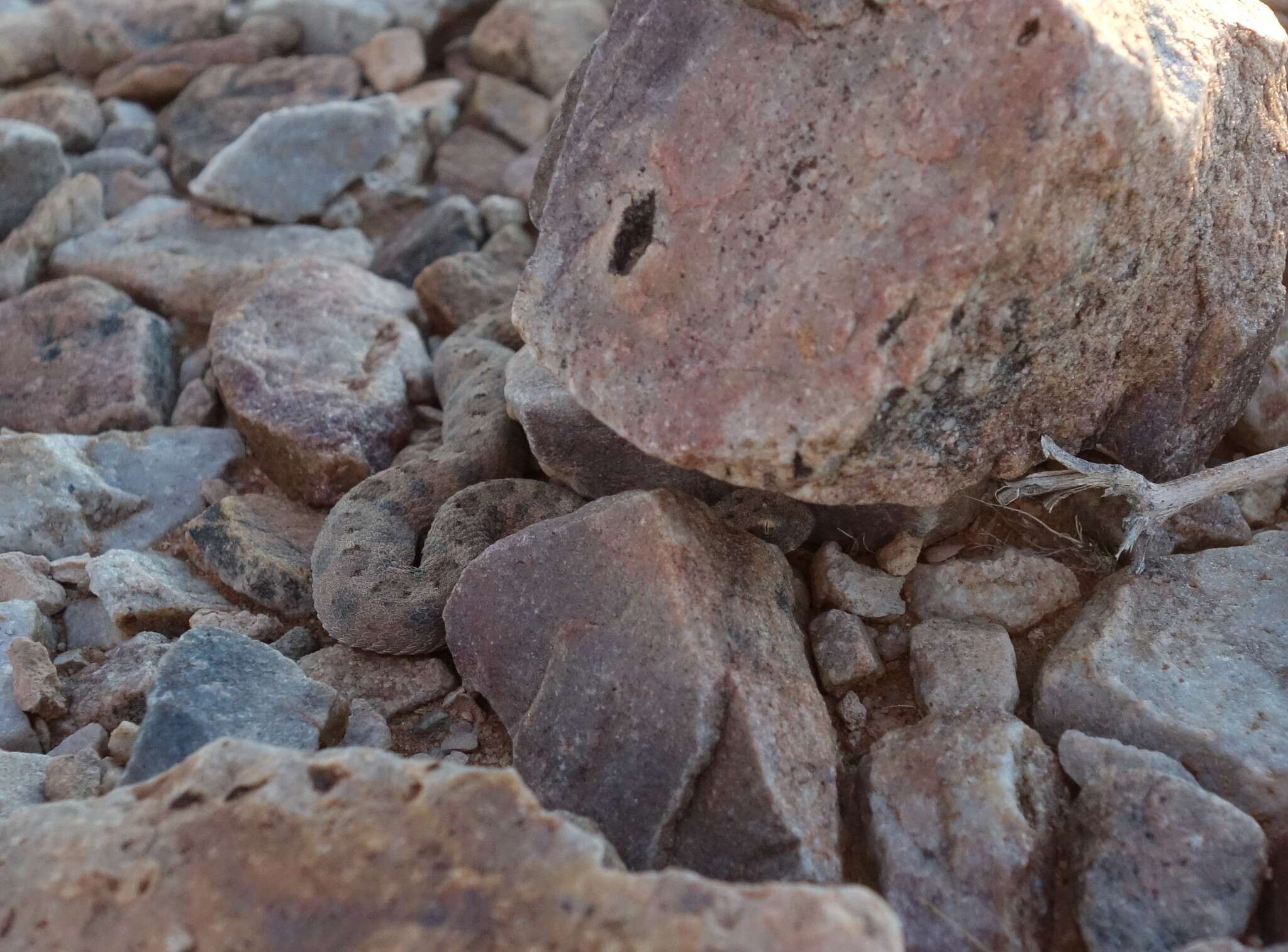 Image of Horned Adder