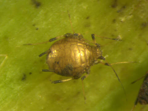 Image of Banana aphid