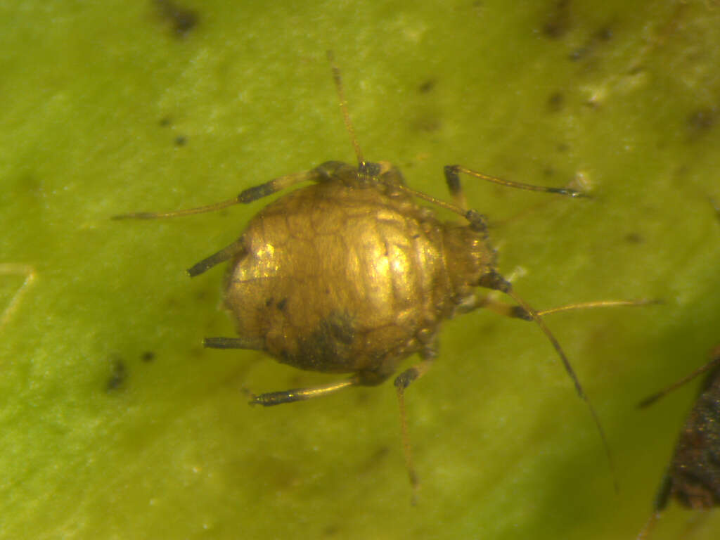 Image of Banana aphid