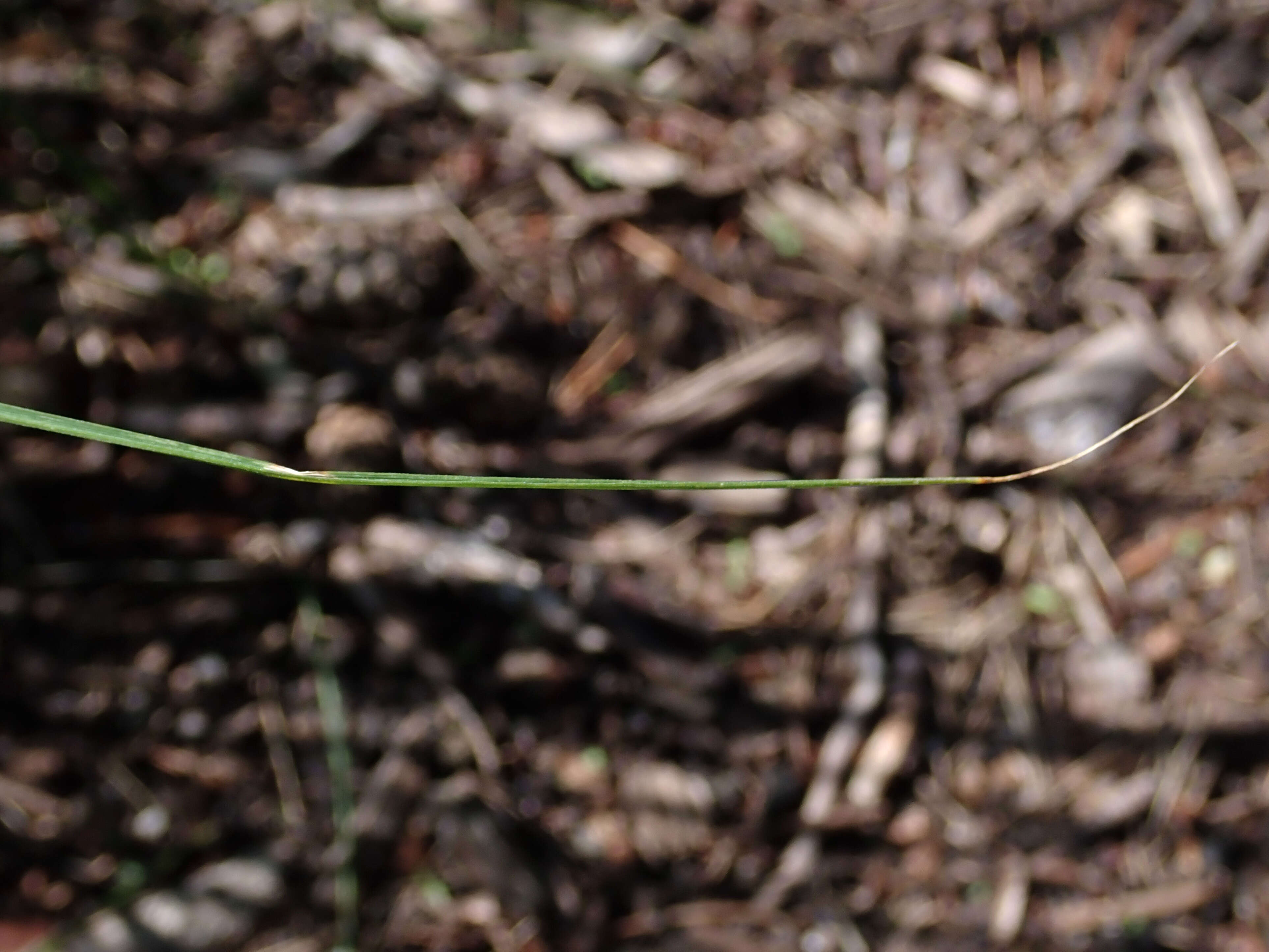 Imagem de Pennisetum alopecuroides