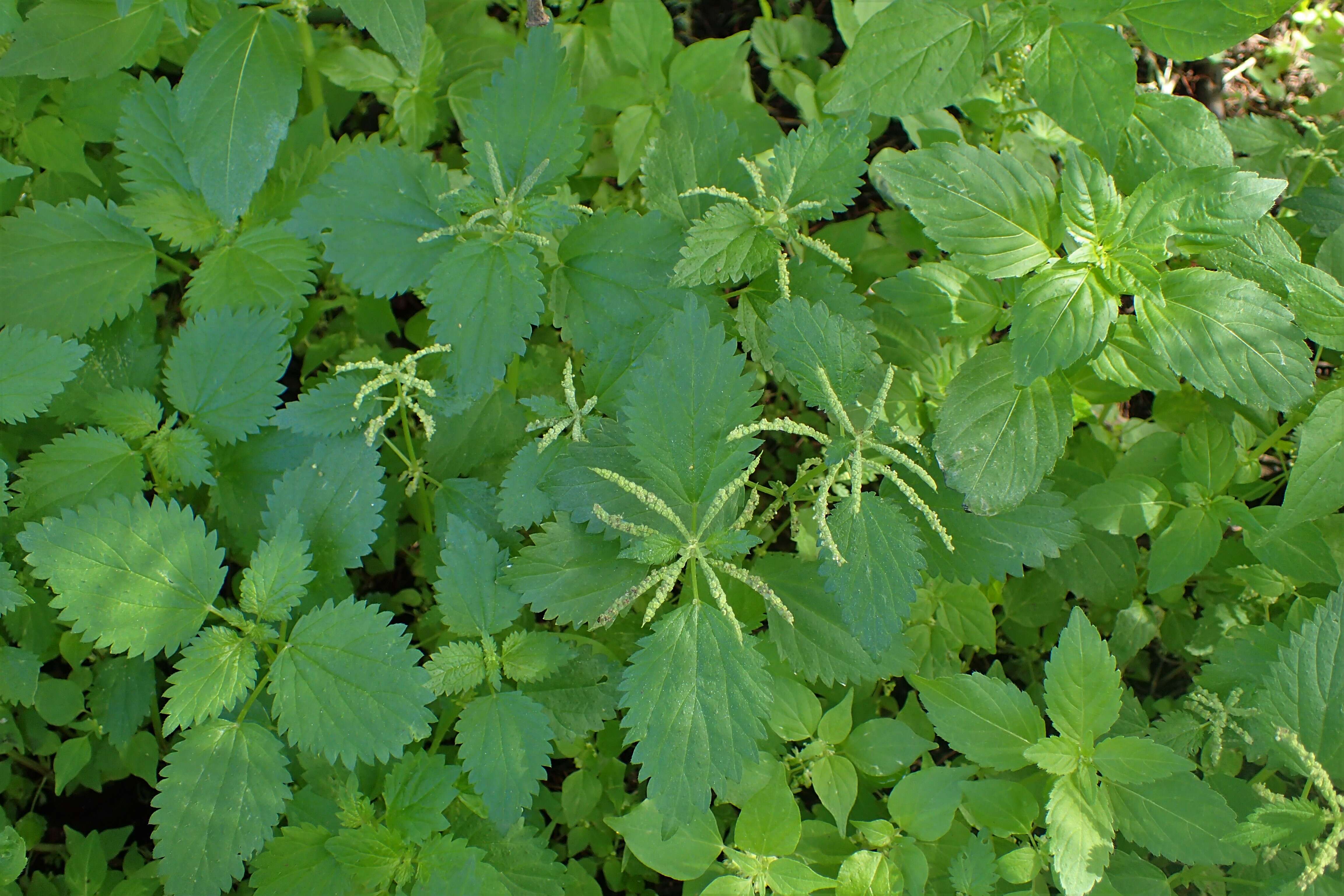 Image de Urtica membranacea Poir.