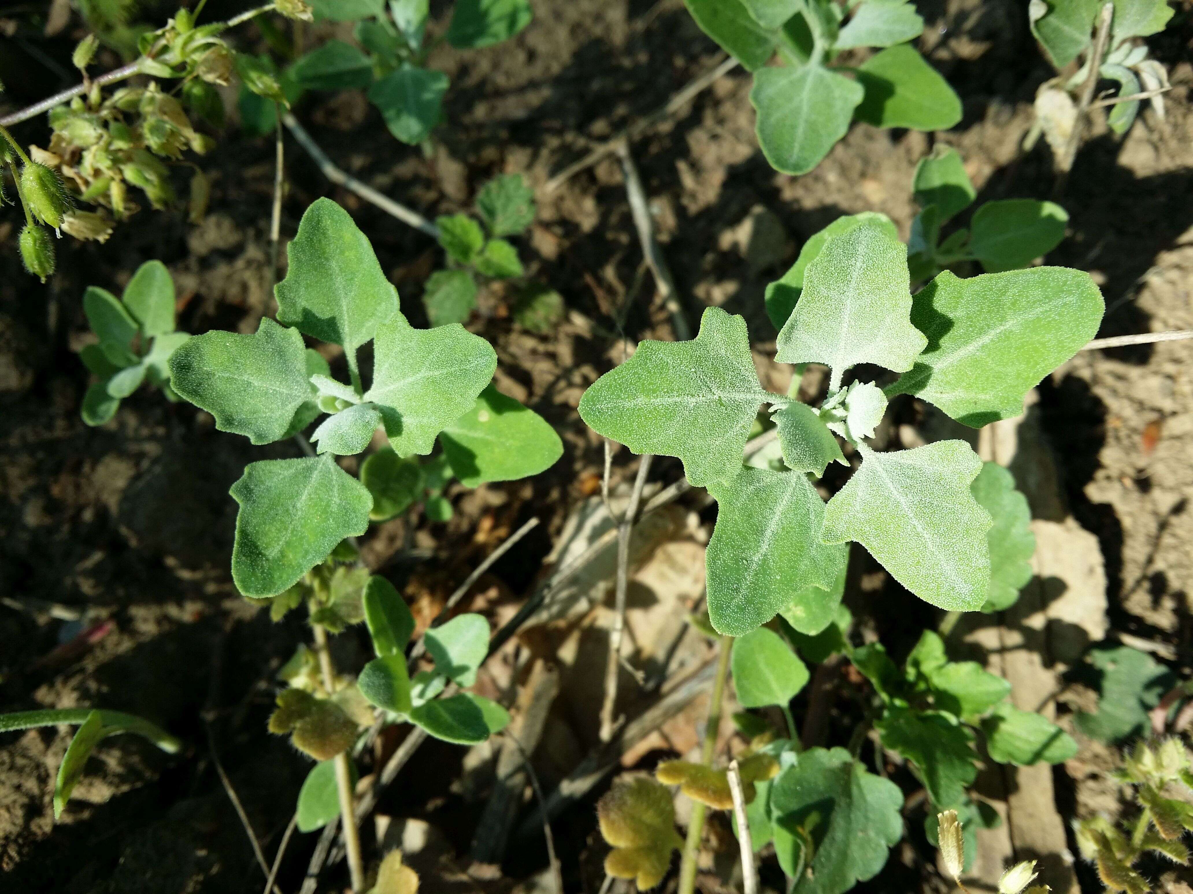 Plancia ëd Chenopodium opulifolium Schrader