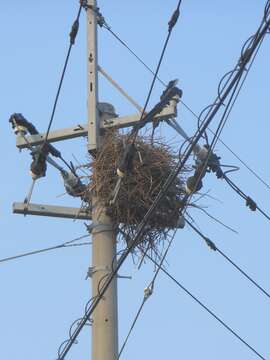 Image of Oriental Magpie