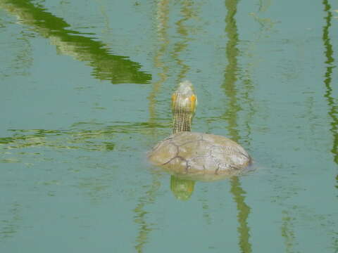 Image of Trachemys hartwegi