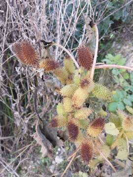 Imagem de Xanthium orientale L.