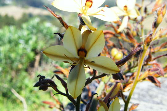 Image of Wachendorfia paniculata Burm.