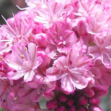 Image of <i>Eriogonum grande</i>