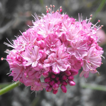 Image of <i>Eriogonum grande</i>