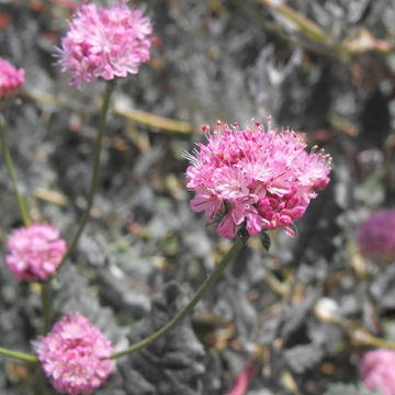 Image of <i>Eriogonum grande</i>