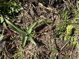 Image of Spring lady's tresses