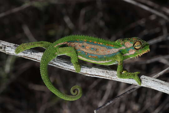 Image of Cape dwarf chameleon