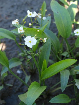 Image of <i>Sagittaria rigida</i>
