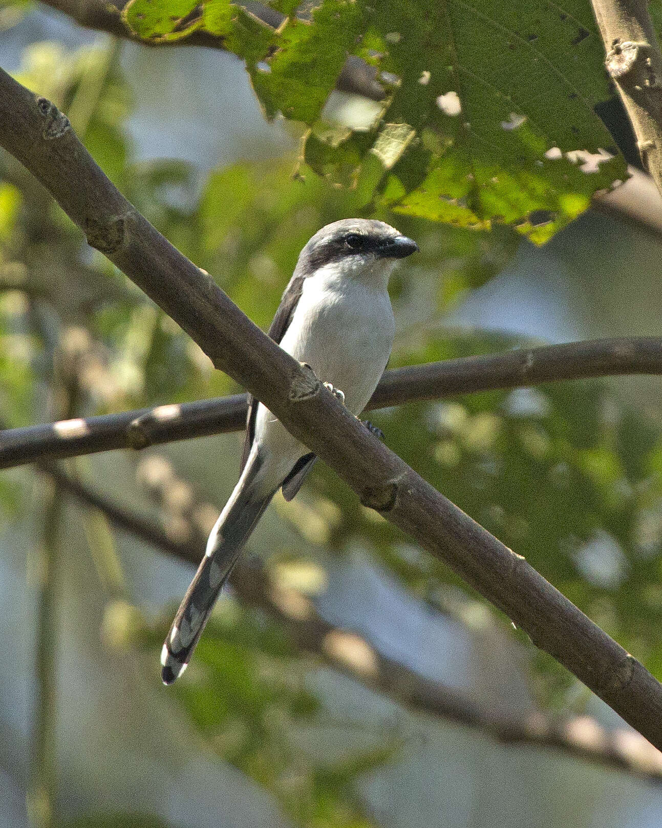 Image of Grey-backed Fiscal