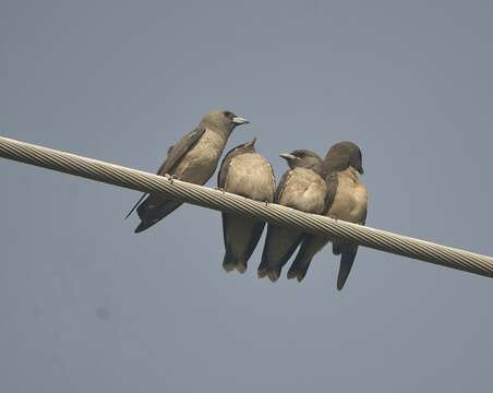 Image of Ashy Wood Swallow