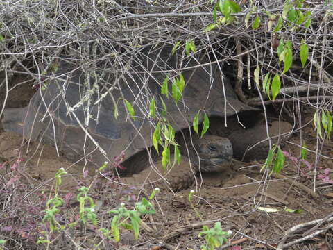 Image of Sierra Negra giant tortoise