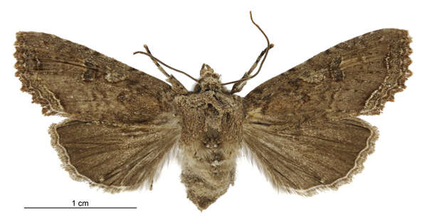 Image of Meterana inchoata Philpott 1920