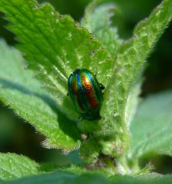 Image of Chrysolina fastuosa