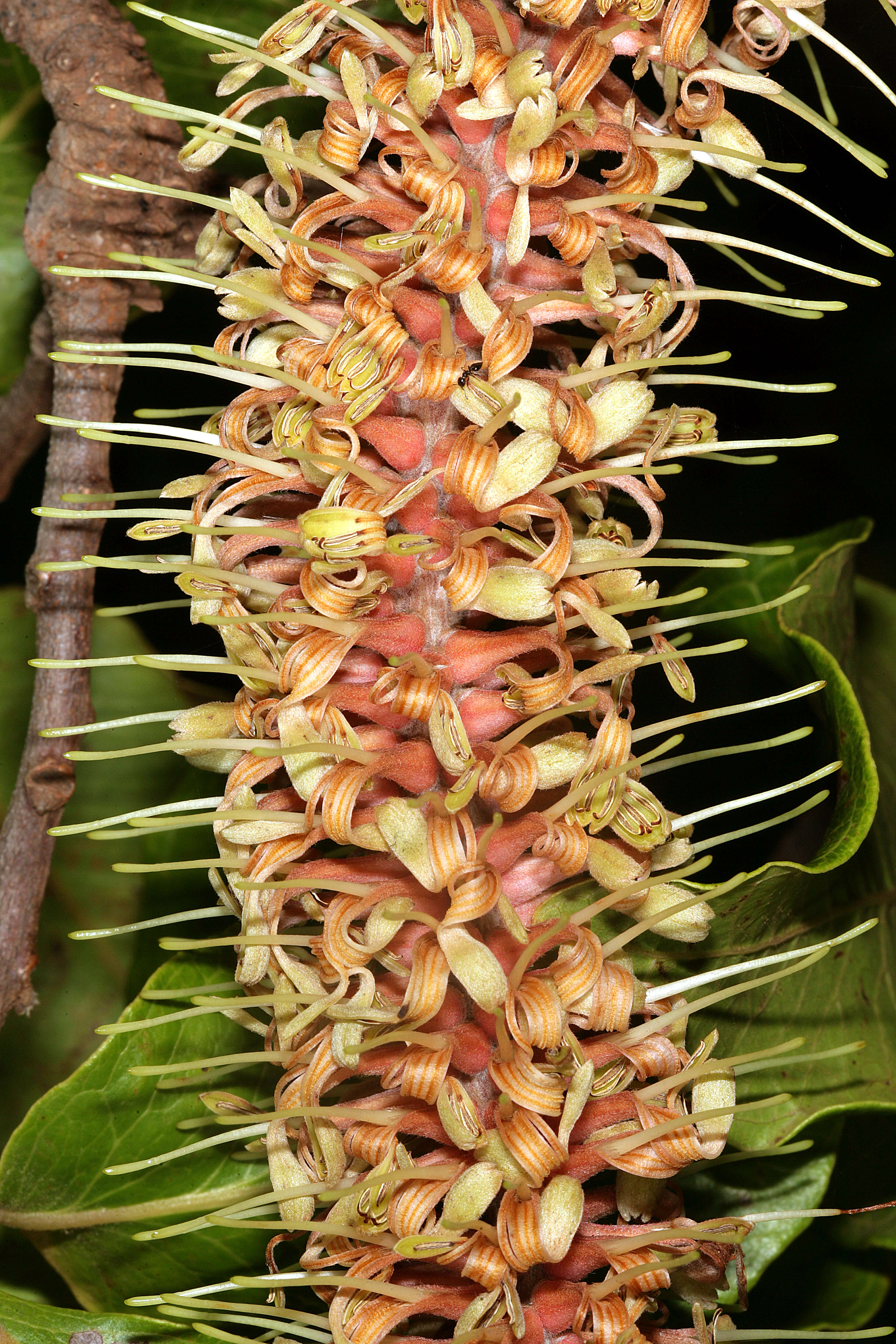 Image of Broad-leave beech