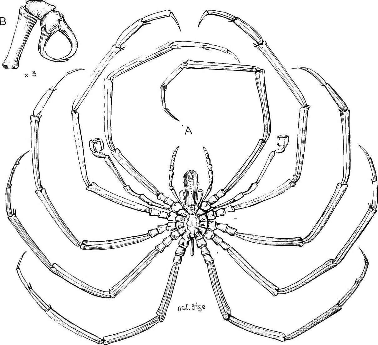 Image of Colossendeidoidea