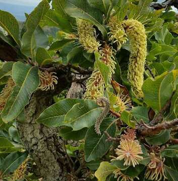 Image of Broad-leave beech