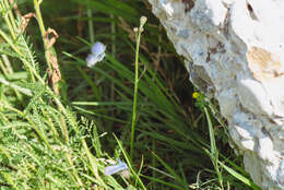 Image of Plebejus idas