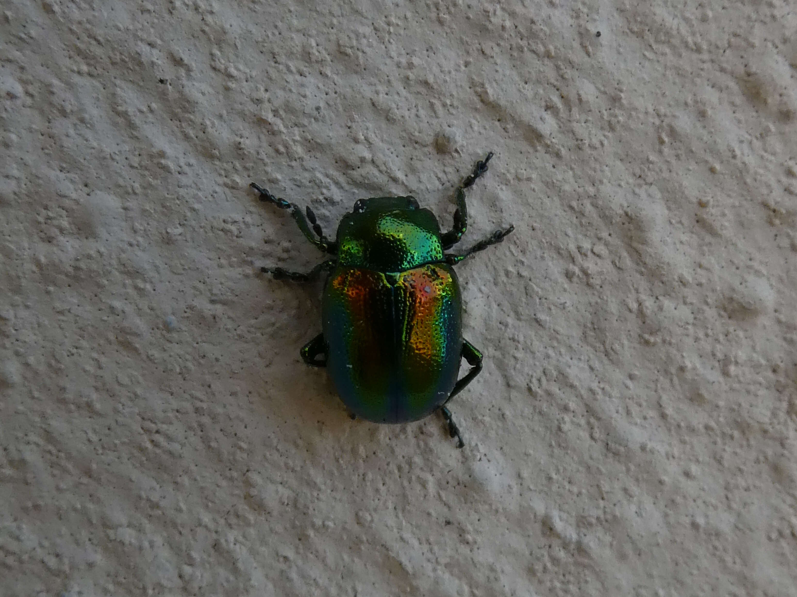 Image of Chrysolina fastuosa