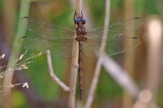 Image of Straw-colored Sylph