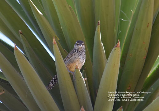 Image of Cactus Wren