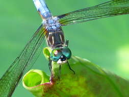 Image of Blue Dasher