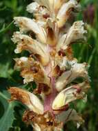 Image of oxtongue broomrape