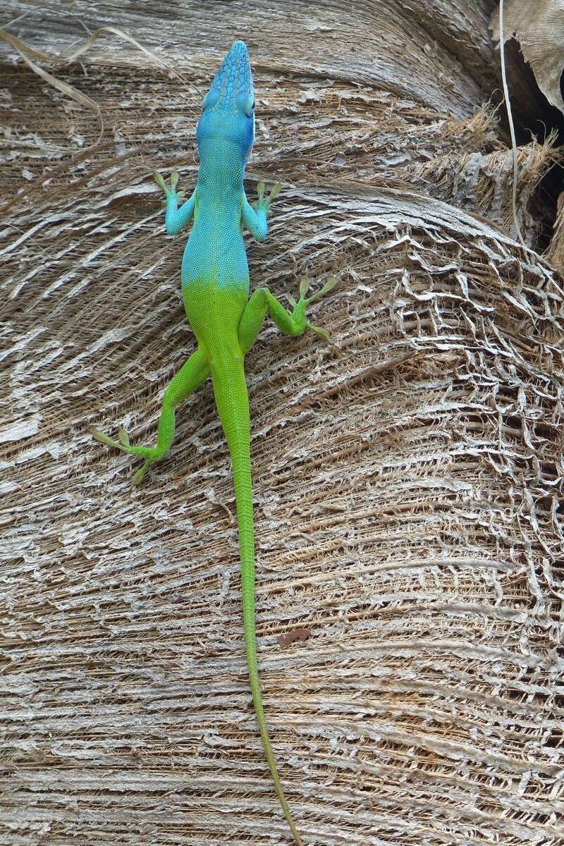 Image of Allison's Anole