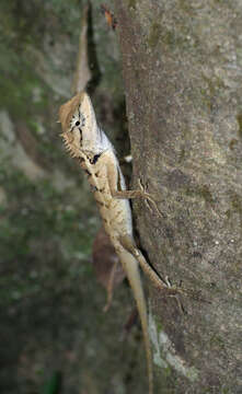 Image of Forest Crested Agama