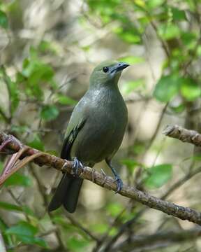 صورة Thraupis palmarum (Wied-Neuwied 1821)