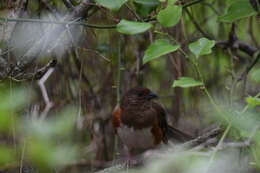 Image of Eastern Towhee