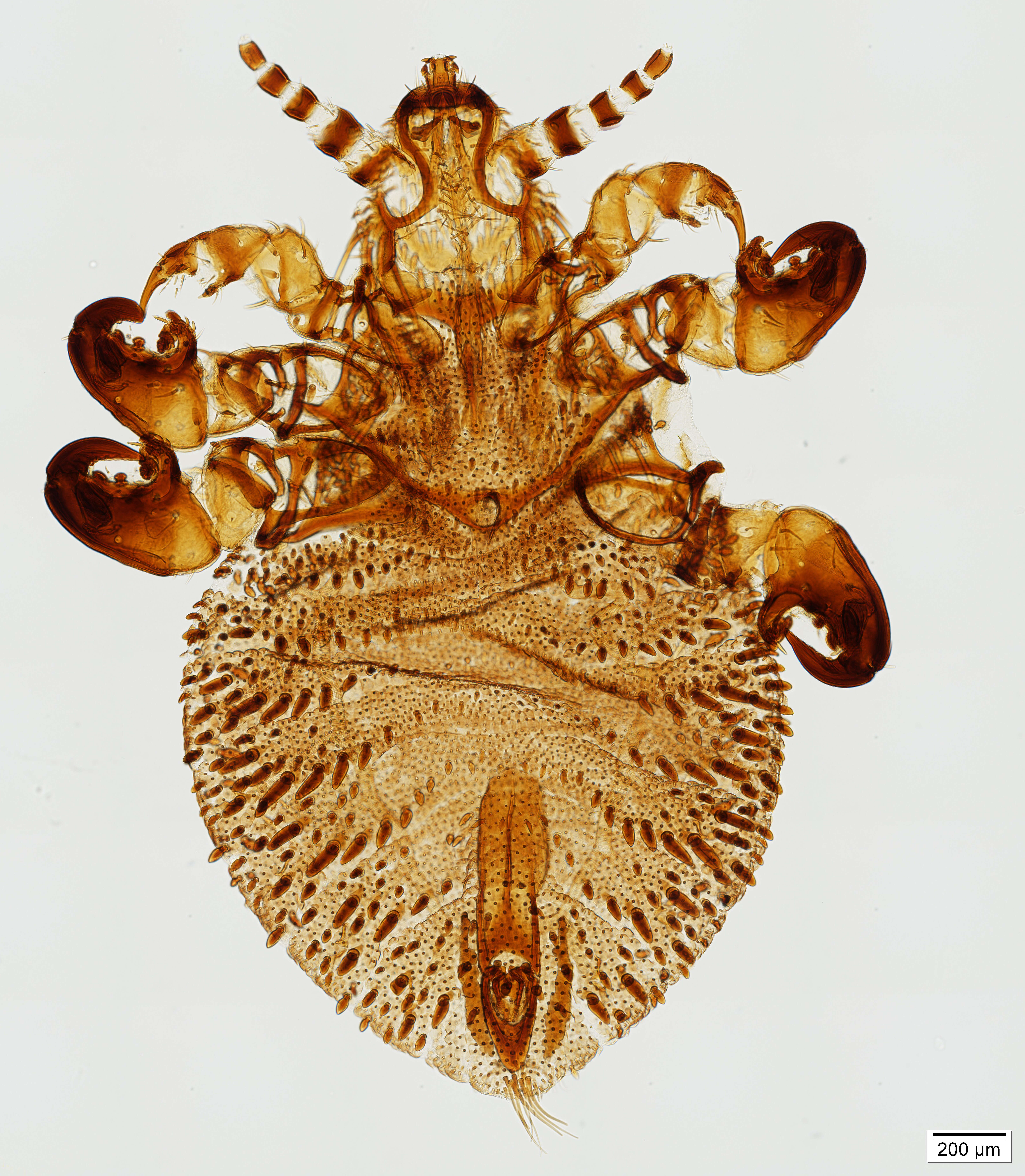 Image of Antarctophthirus