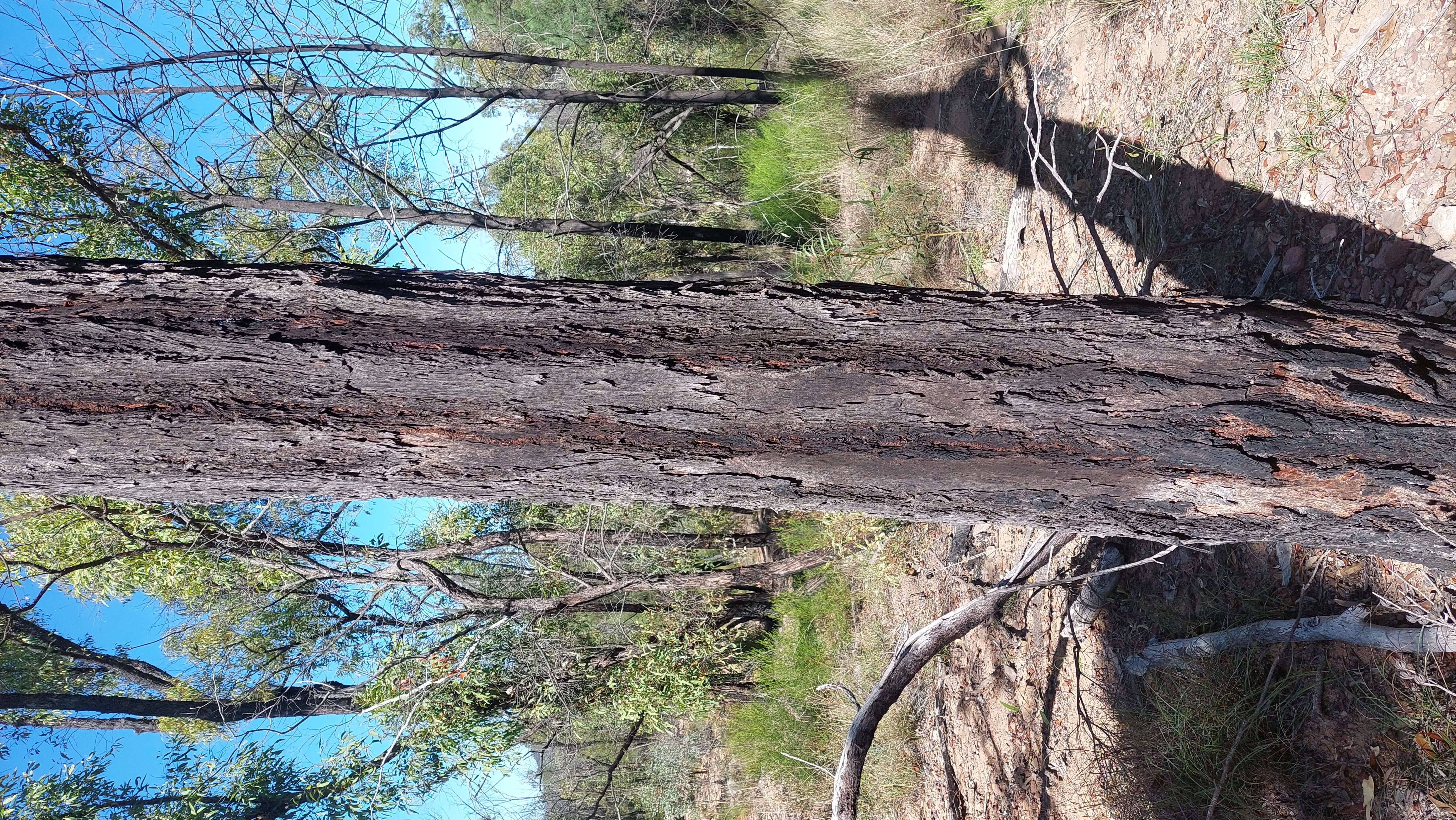 Image of Eucalyptus virens M. I. H. Brooker & A. R. Bean