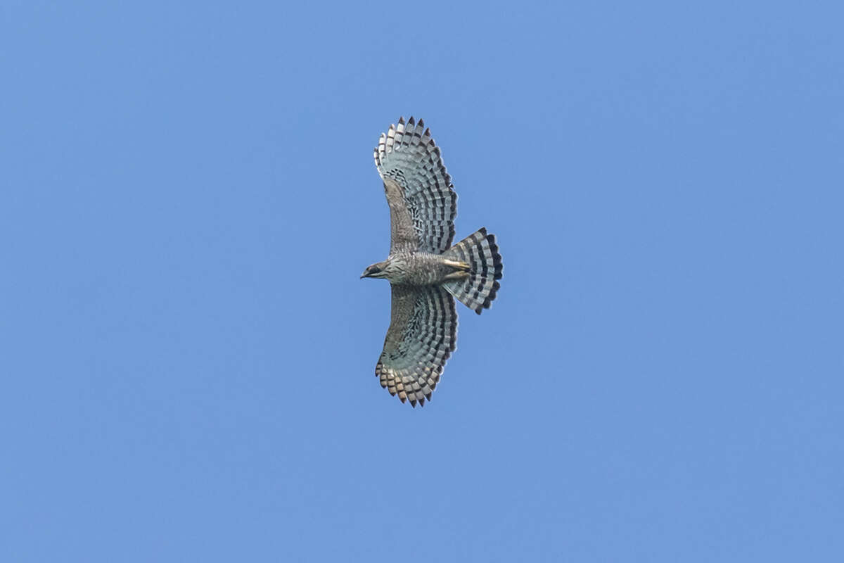 Nisaetus nipalensis Hodgson 1836 resmi