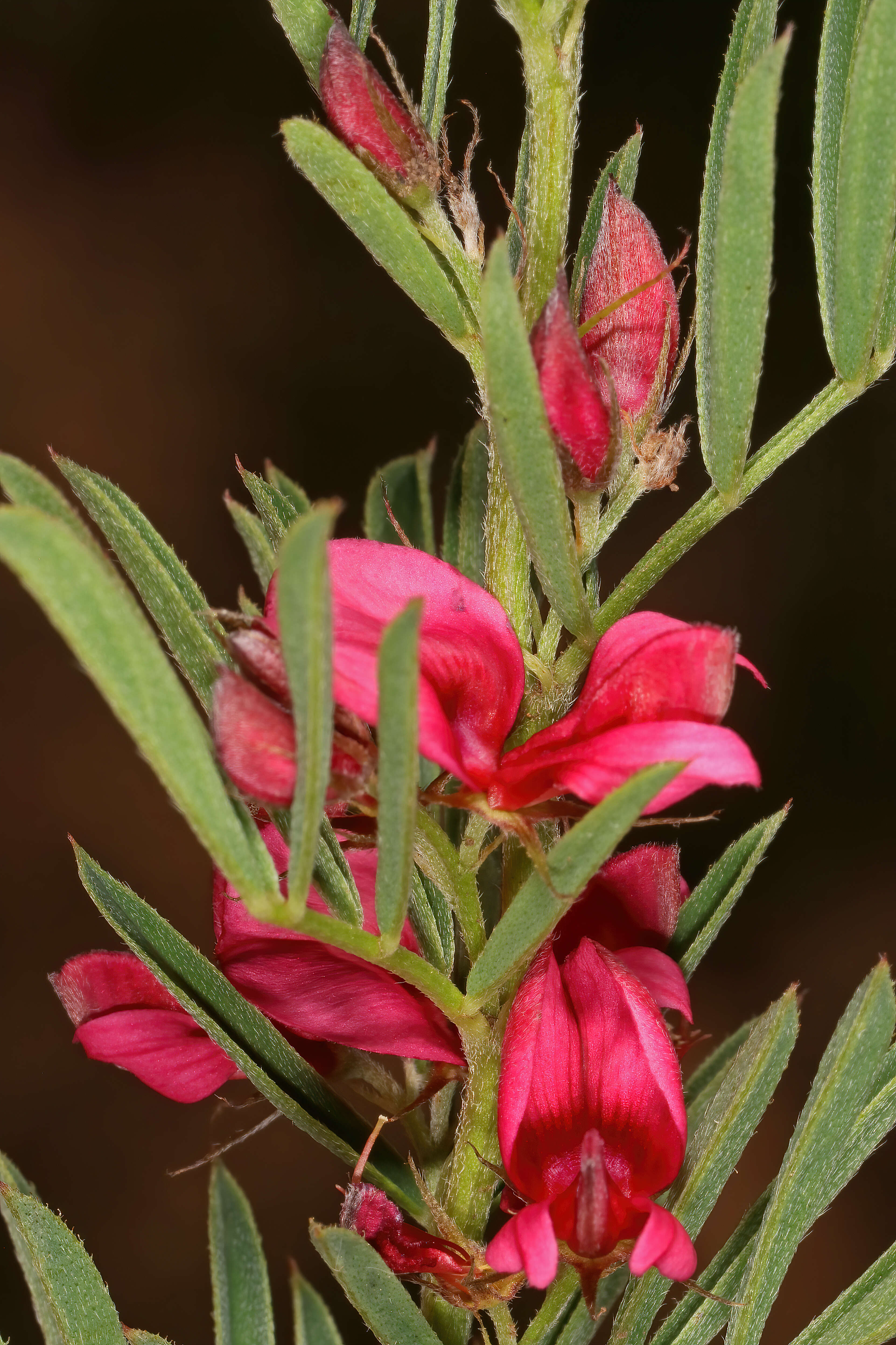 Indigofera hilaris Eckl. & Zeyh.的圖片