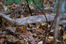 Image of Henkel’s flat-tailed gecko