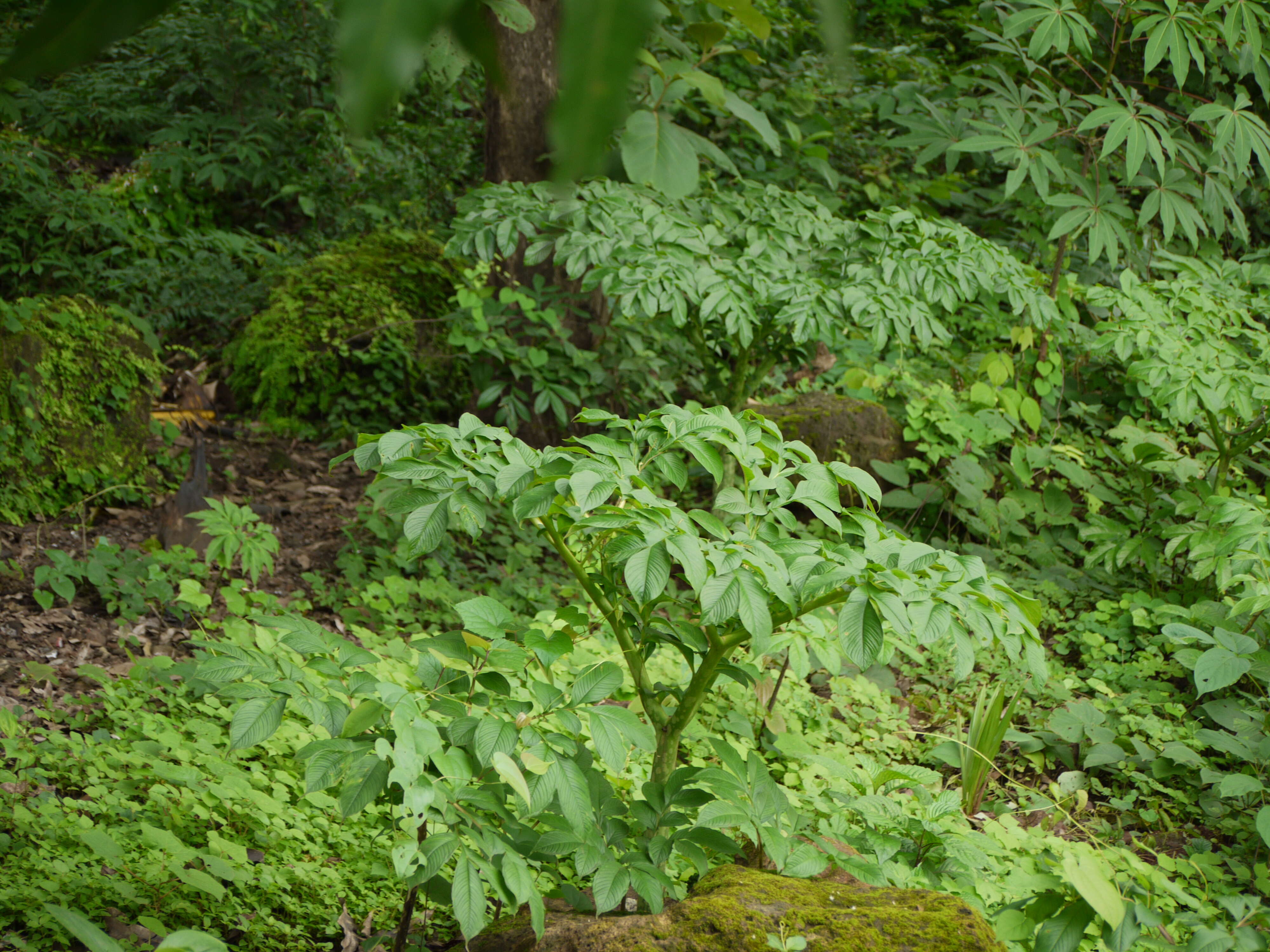 Amorphophallus resmi